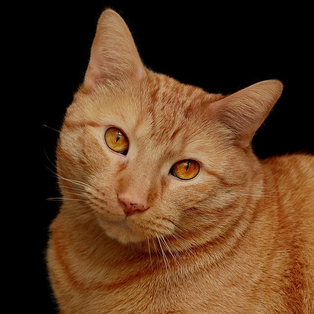 Orange Tabby