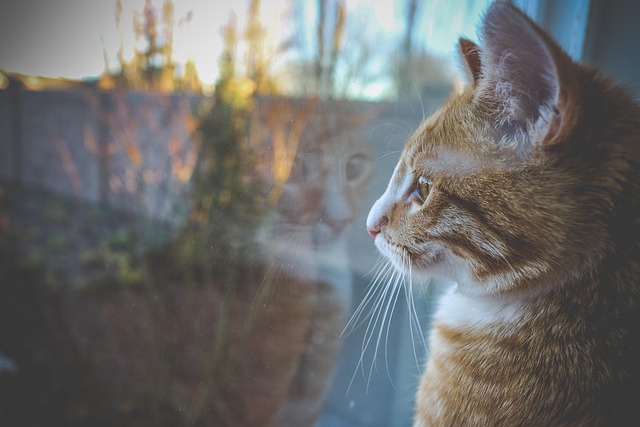 Orange Tabby