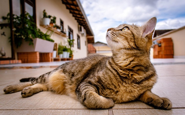 Orange Tabby