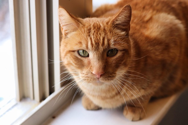 Orange Tabby Cats