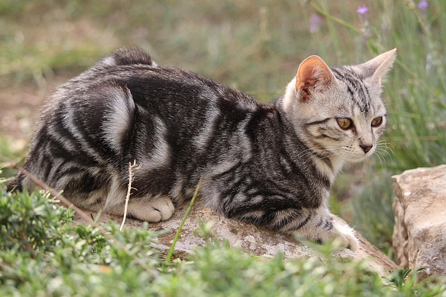 Orange Tabby Kitten