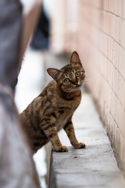 Unveiling the Quirks of Adorable Orange Tabby Kittens