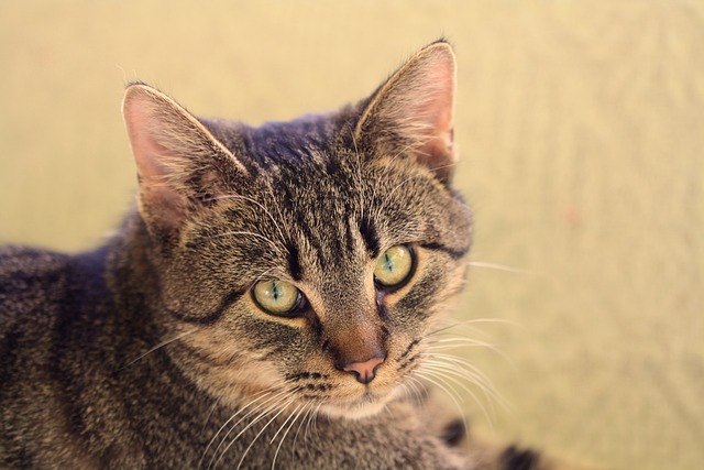 orange-tabby-kitten-640x480-83851200.jpeg