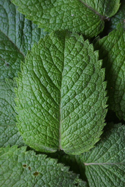 Peppermint Tea