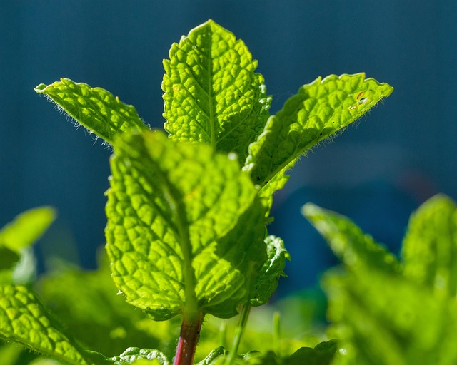 Peppermint Tea