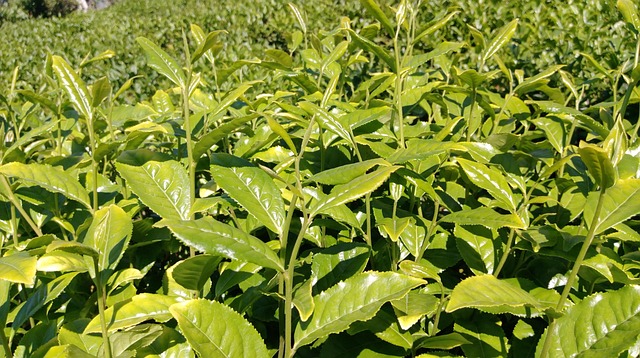 peppermint-tea-640x480-52150922.jpeg