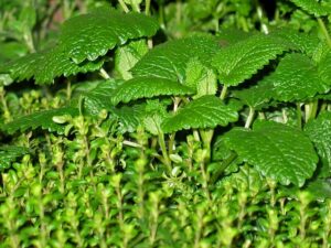 peppermint-tea-640x480-58967870.jpeg