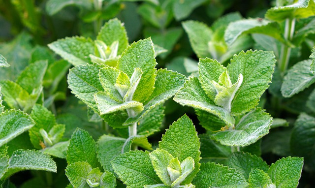peppermint-tea-640x480-64398426.jpeg