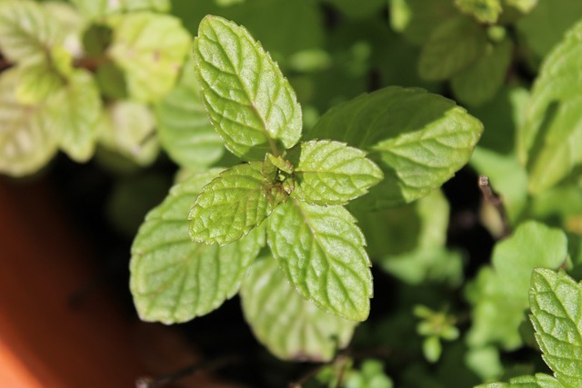 Peppermint Tea