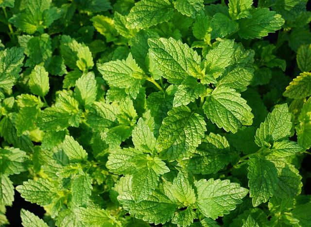 peppermint-tea-640x480-9978420.jpeg