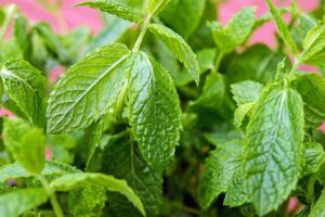 peppermint-tea-benefits-640x480-80267461.jpeg