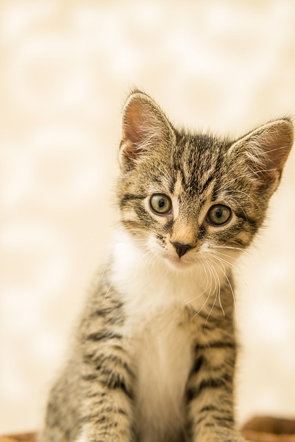 Playful Marmalade Cats