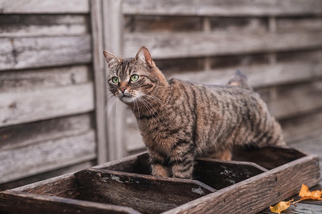 Tabby Cats