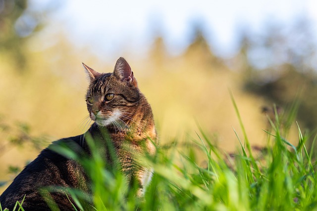 tabby-cats-640x480-31499776.jpeg