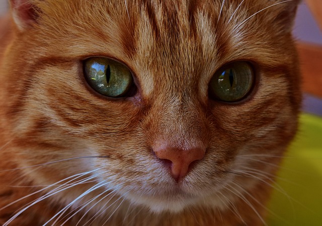 Tabby Cats