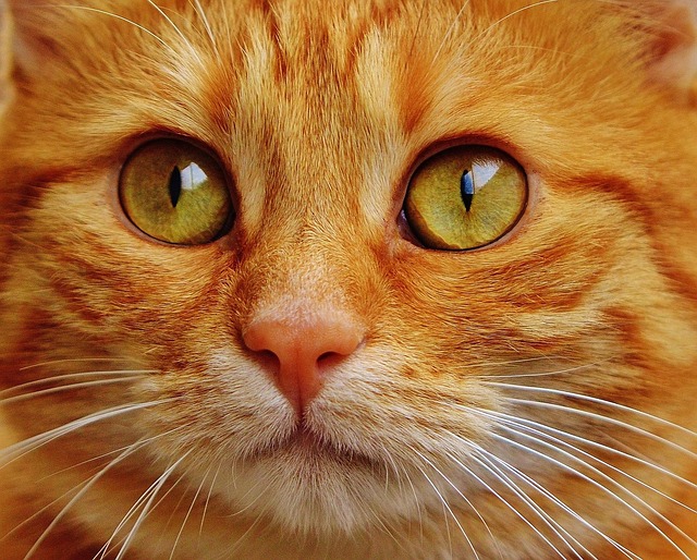 Tabby Cats
