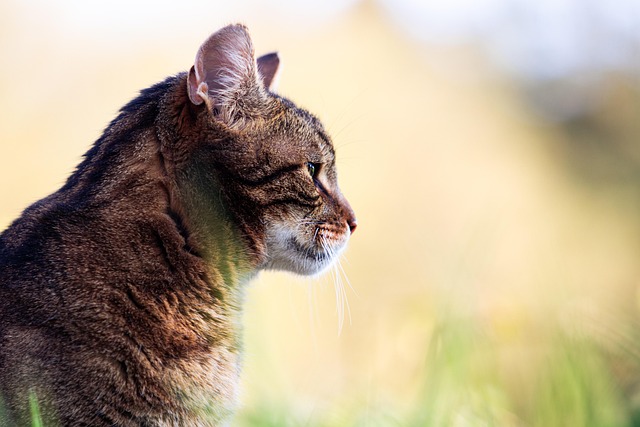 Tabby Cats