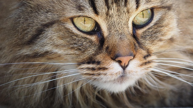 Tabby Cats