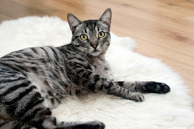 Tabby Cats