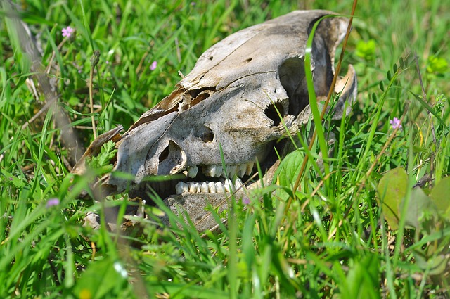 wrongful death claim injuries